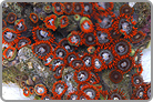 TOP 50 Fire and Ice Zoanthids